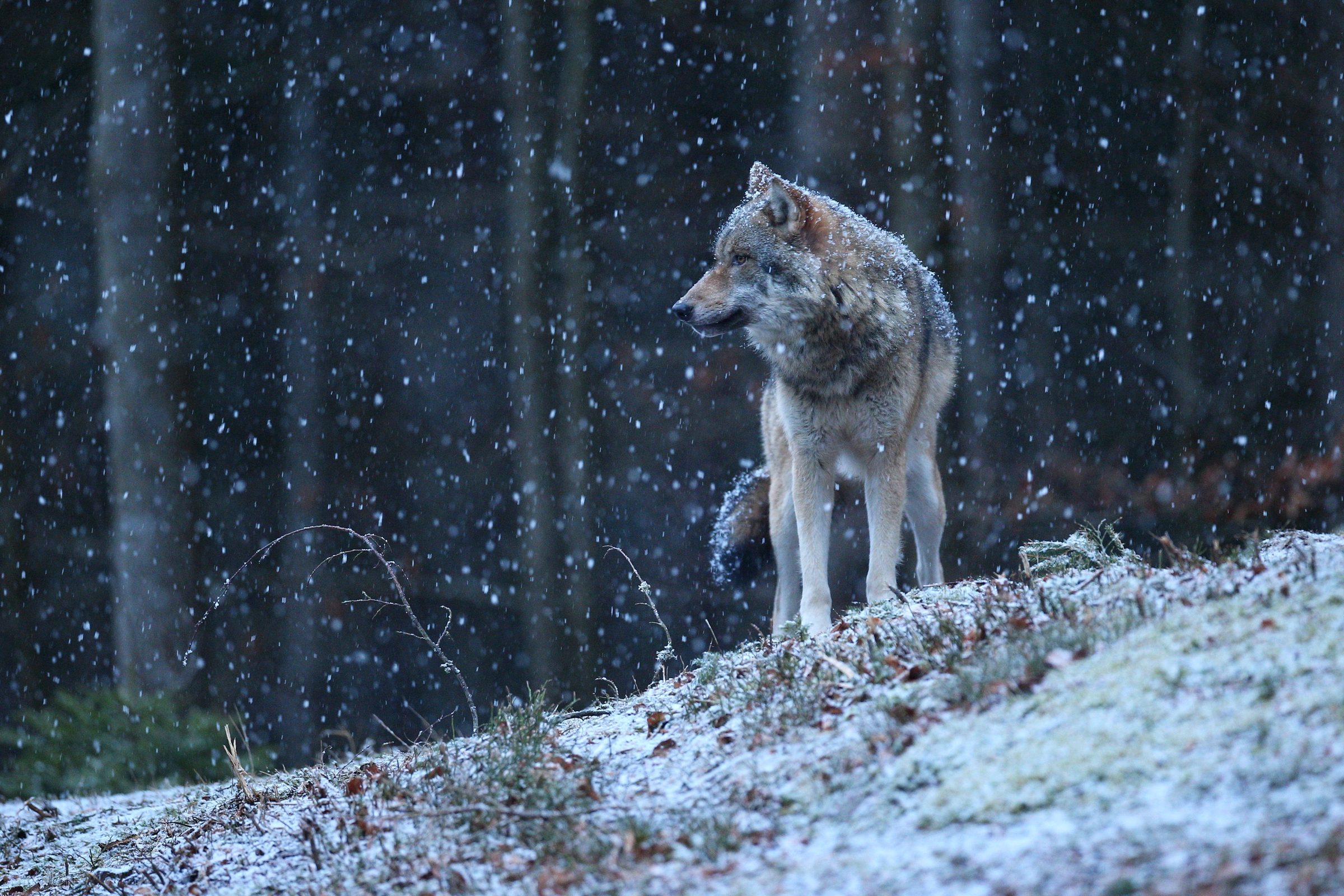 A wolf moving through falling snow